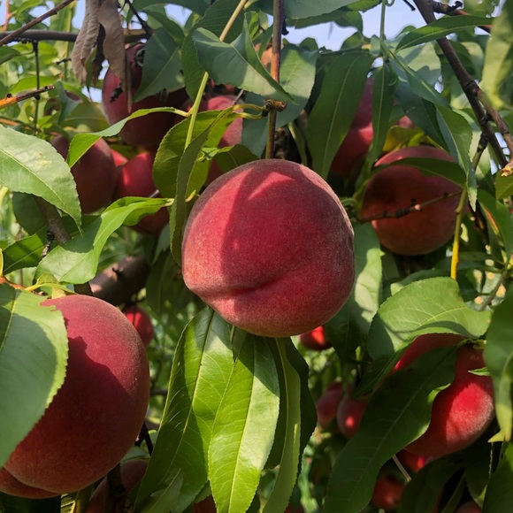 helovina